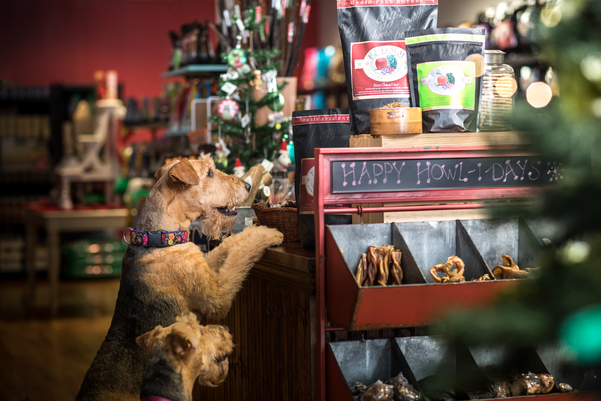 Pet Products Shop 9 Pet Products Shop -Pet Products Shop 24831103 10159766750805644 7413477254006133421 o