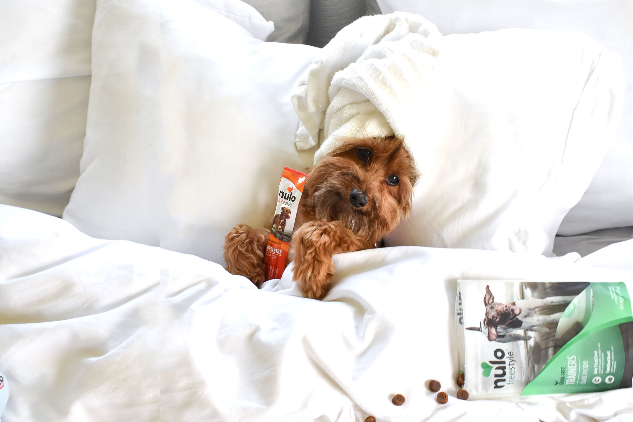 Pet Products Shop 29 Pet Products Shop -Pet Products Shop 92357829 3027030297348412 5237567280073670656 n