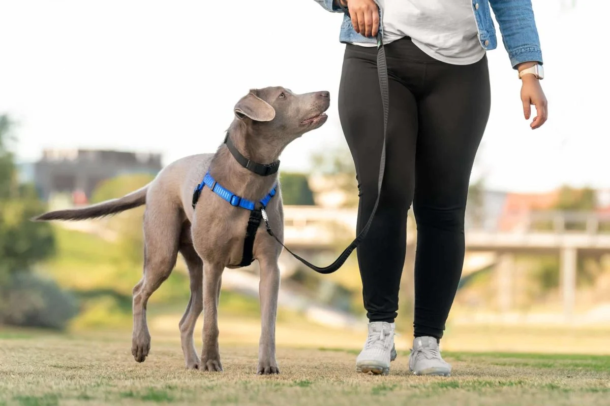 Pet Products Shop 51 Pet Products Shop -Pet Products Shop Rover Final Edits 13 min 1 scaled e1690405894284